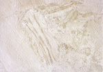 ΠΛΑΚΑΚΙ PERUGIA BEIGE 45x65