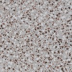 ΠΛΑΚΑΚΙ D-LASH NORDIK SAND RETT 60x60